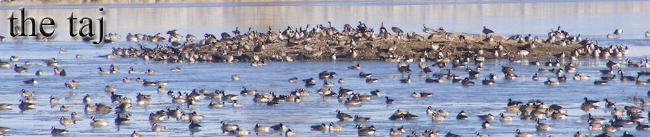 Canada Goose Hunting | Western Waterfowl Outfitters